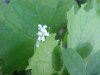 Garlic Mustard (Alliaria petiolata)