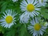 Daisy Fleabane (Erigeron annus)