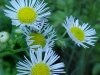 Daisy Fleabane (Erigeron annus)