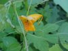 Pale Touch-me-not; Jewelweed (Impatiens pallida)