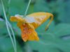 Pale Touch-me-not; Jewelweed (Impatiens pallida)