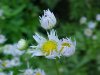 Daisy Fleabane (Erigeron annus)