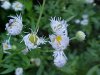 Daisy Fleabane (Erigeron annus)