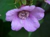 Purple-flowering Raspberry (Rubus odoratus)