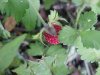 Indian Strawberry (Duchesnea indica)