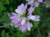Crown Vetch (Coronilla varia)