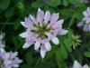 Crown Vetch (Coronilla varia)