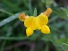 Birdsfoot Trefoil (Lotus corniculata)