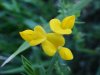 Birdsfoot Trefoil (Lotus corniculata)
