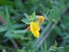 Birdsfoot Trefoil (Lotus corniculata)