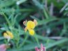 Birdsfoot Trefoil (Lotus corniculata)