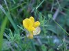 Birdsfoot Trefoil (Lotus corniculata)