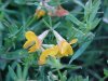 Birdsfoot Trefoil (Lotus corniculata)