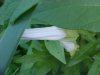 Field Bindweed (Convolvulus arvensis)