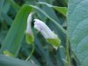 Field Bindweed (Convolvulus arvensis)