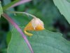Pale Touch-me-not;  Jewelweed (Impatiens pallida)