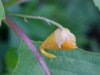 Pale Touch-me-not;  Jewelweed (Impatiens pallida)