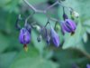Bittersweet Nightshade; Climbing Nightshade; Deadly Nightshade (Solanum dulcamara)