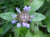 Heal-all; Self-heal (Prunella vulgaris)