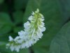 White Sweet Clover (Melilotus alba)