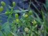 Kidneyleaf Buttercup (Ranunculus abortivus)