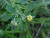 Black Medick (Medicago  lupulina)