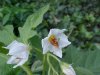 Horse Nettle (Solanum carolinense)