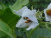 Horse Nettle (Solanum carolinense)