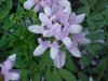Crown Vetch (Coronilla varia)