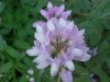 Crown Vetch (Coronilla varia)