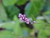 Lady's Thumb (Polygonum persicaria)