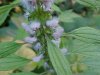 Motherwort (Leonurus cardiaca)