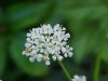 Wild Angelica (Angelica triquinata) - described as closely resembling the very poisoness Water Hemlock (Cicuta maculata)