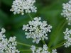 Wild Angelica (Angelica triquinata) - described as closely resembling the very poisoness Water Hemlock (Cicuta maculata)