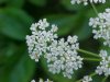 Wild Angelica (Angelica triquinata) - described as closely resembling the very poisoness Water Hemlock (Cicuta maculata)