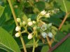 Indian Hemp (Apocynum cannabinum) (A Dogbane - True Hemp is Cannabis; another family)