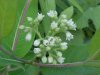 Indian Hemp (Apocynum cannabinum) (A Dogbane - True Hemp is Cannabis; another family)