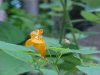 Pale Touch-me-not; Jewelweed (Impatiens pallida)