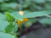 Pale Touch-me-not; Jewelweed (Impatiens pallida)