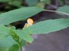 Pale Touch-me-not; Jewelweed (Impatiens pallida)