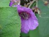 Purple-flowering Raspberry (Rubus odoratus)