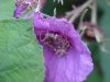 Purple-flowering Raspberry (Rubus odoratus)