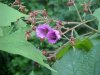 Purple-flowering Raspberry (Rubus odoratus)