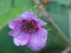 Purple-flowering Raspberry (Rubus odoratus)