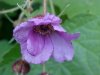 Purple-flowering Raspberry (Rubus odoratus)