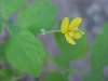 Greater Celandine; Wartweed (Chelidonium majus)
