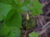 Yellow Wood Sorrel; Sour Grass (Oxalis stricta)