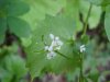 Garlic Mustard (Alliaria petiolata)