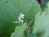 Garlic Mustard (Alliaria petiolata)