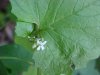 Garlic Mustard (Alliaria petiolata)